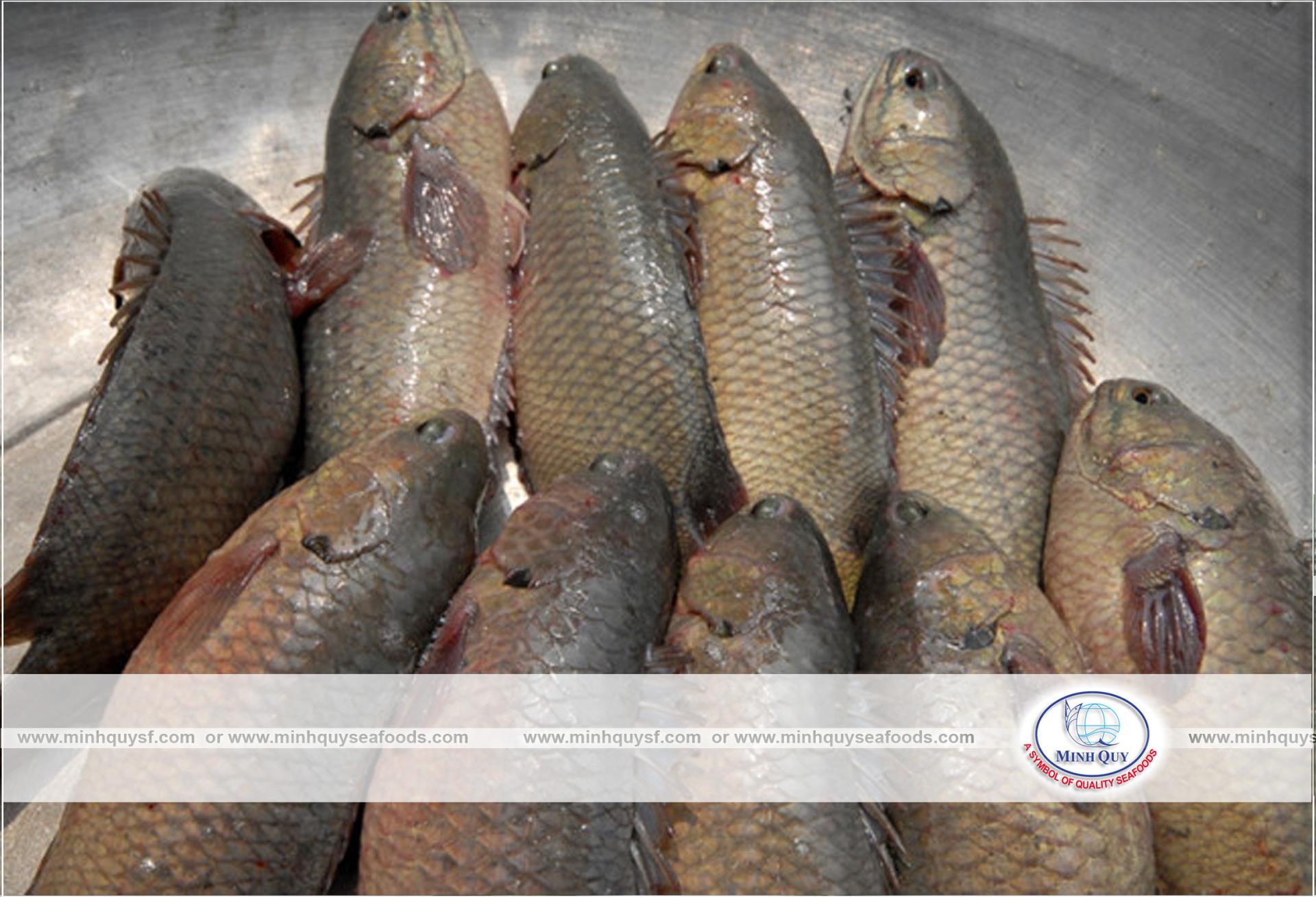 MINH QUY SEAFOODS COMPANY LIMITTED