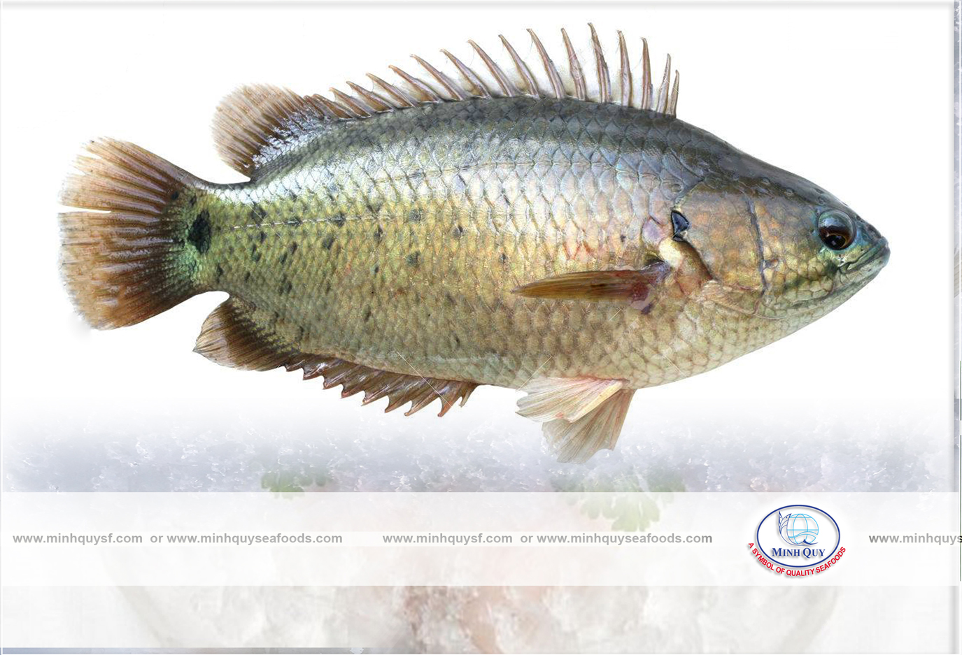 MINH QUY SEAFOODS COMPANY LIMITTED