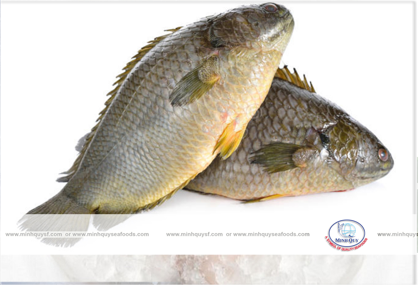 MINH QUY SEAFOODS COMPANY LIMITTED