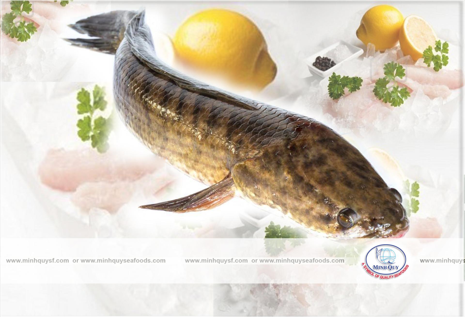 MINH QUY SEAFOODS COMPANY LIMITTED