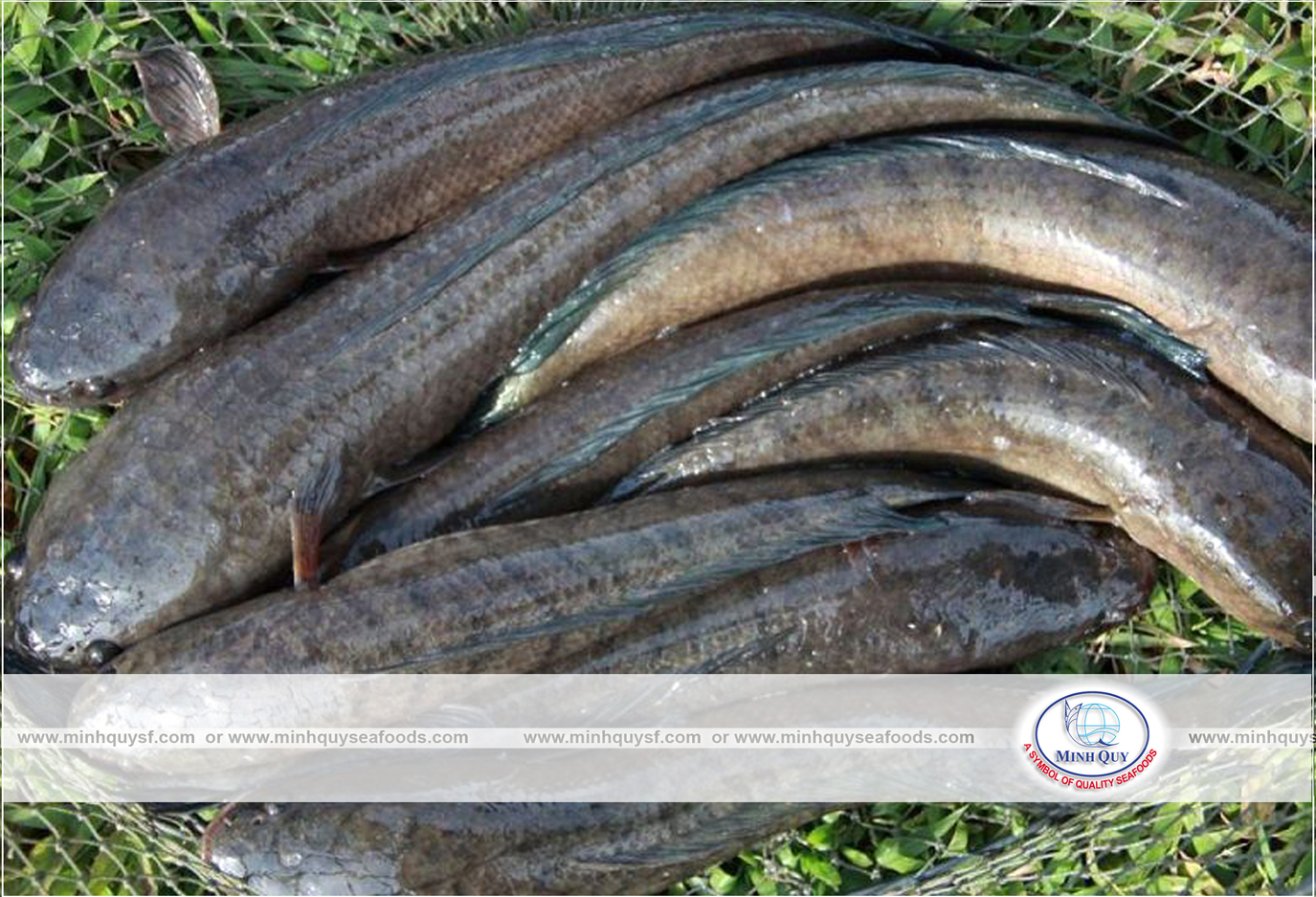 MINH QUY SEAFOODS COMPANY LIMITTED
