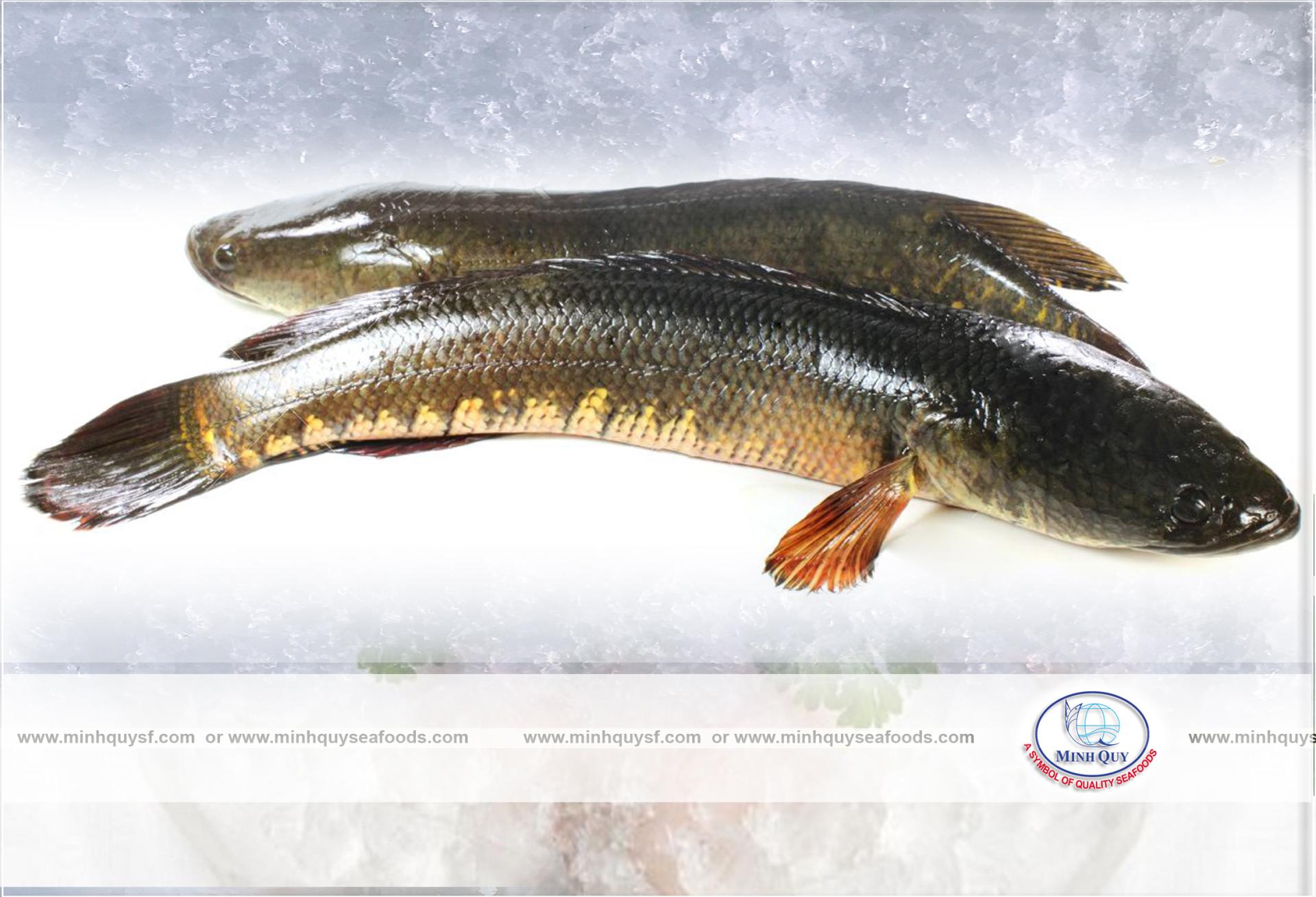 MINH QUY SEAFOODS COMPANY LIMITTED