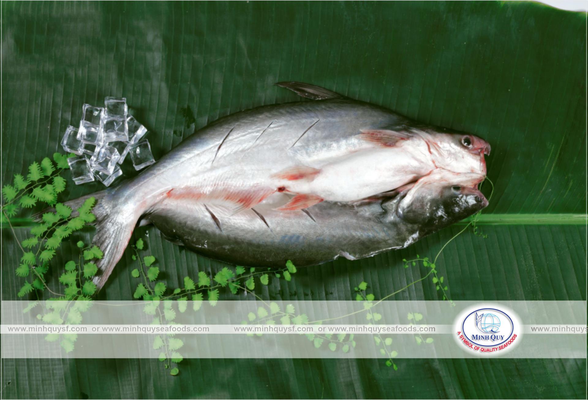MINH QUY SEAFOODS COMPANY LIMITTED
