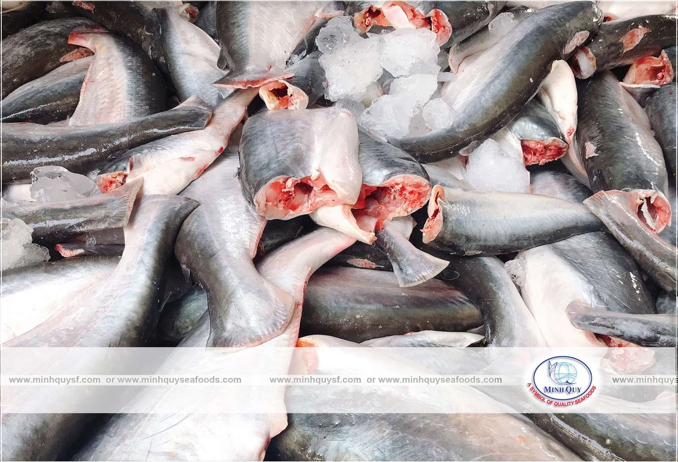 MINH QUY SEAFOODS COMPANY LIMITTED