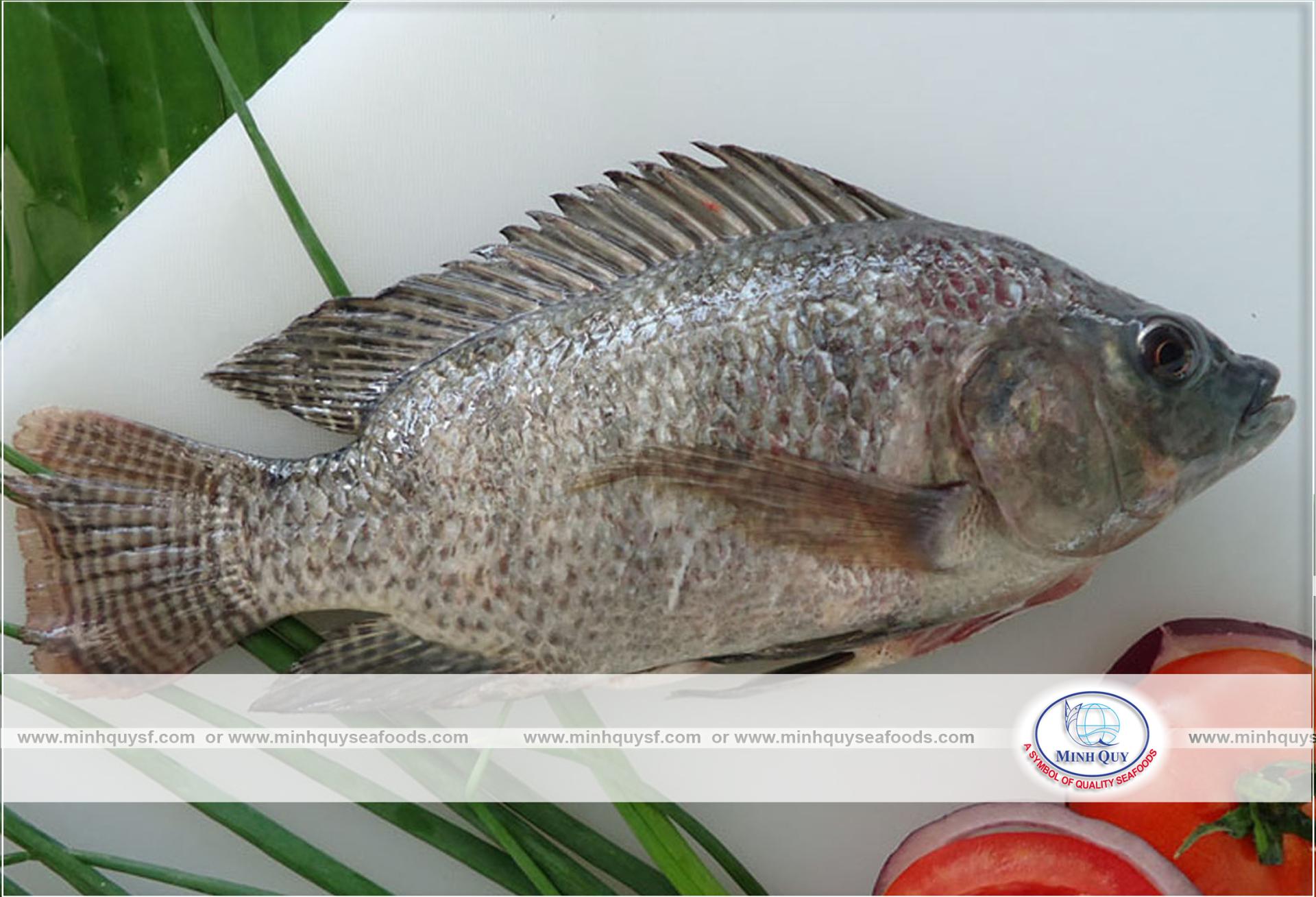 MINH QUY SEAFOODS COMPANY LIMITTED