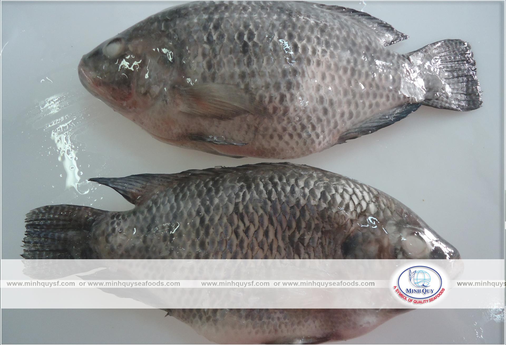 MINH QUY SEAFOODS COMPANY LIMITTED