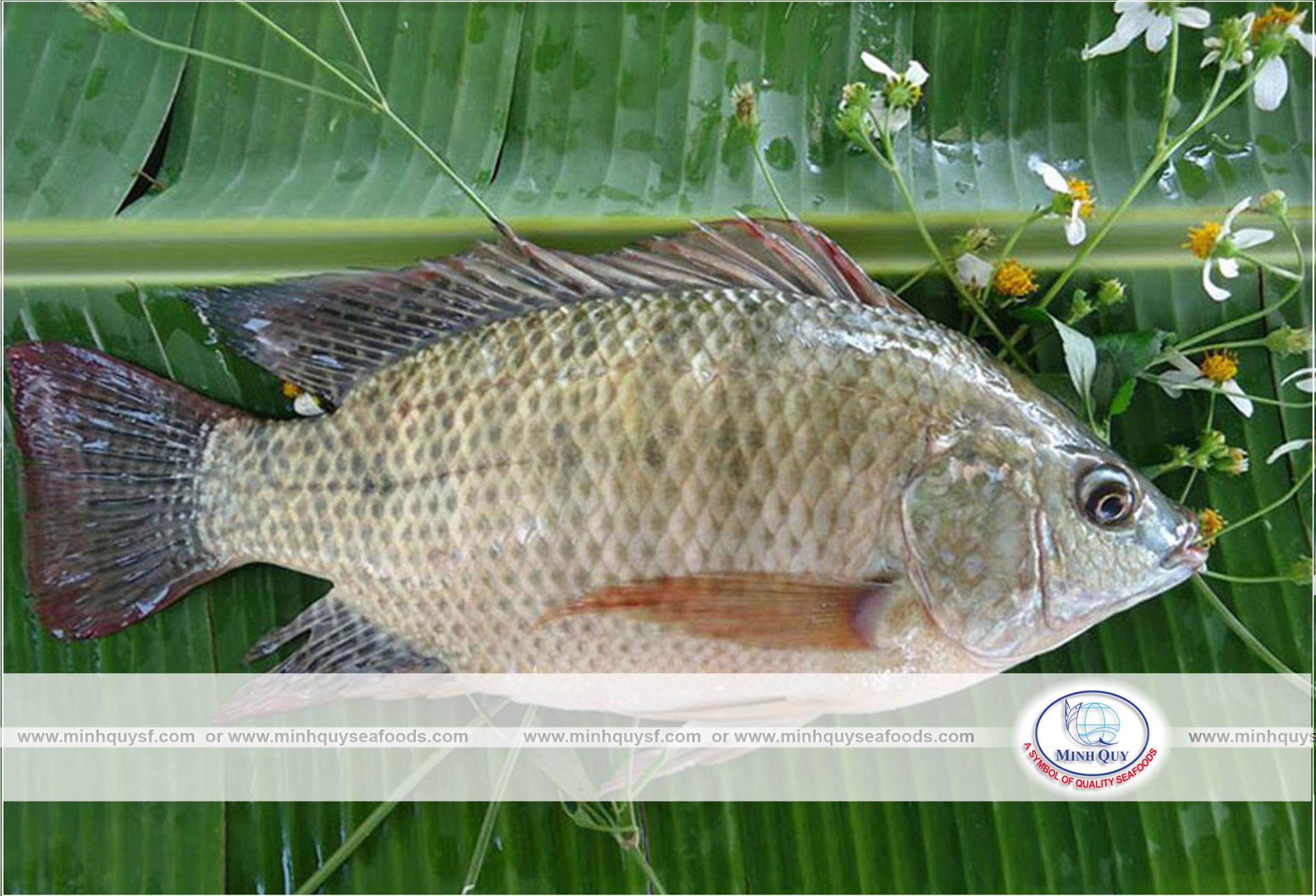 MINH QUY SEAFOODS COMPANY LIMITTED