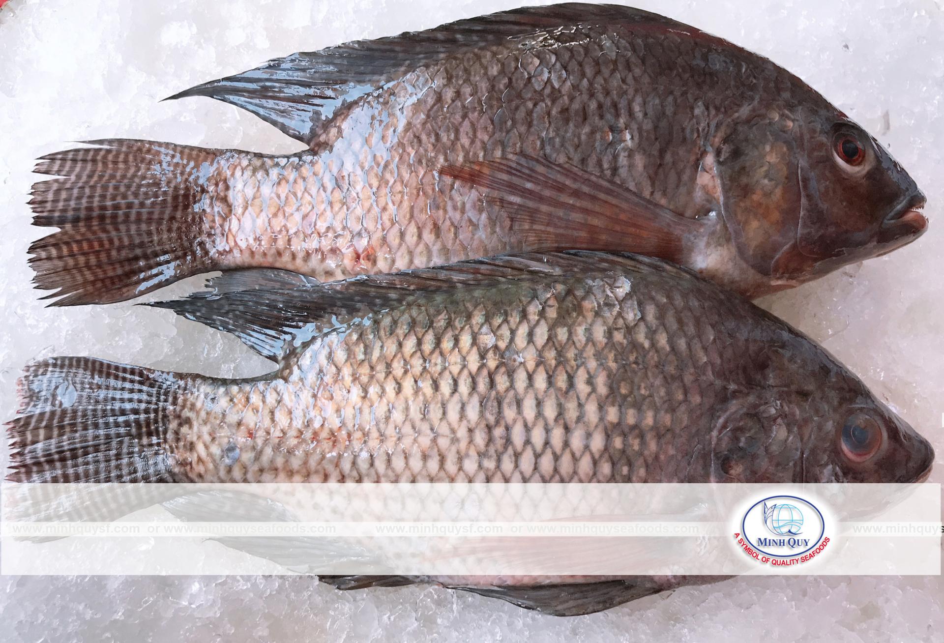MINH QUY SEAFOODS COMPANY LIMITTED