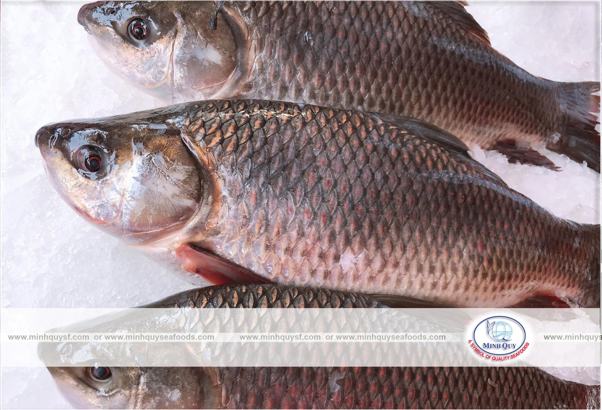 MINH QUY SEAFOODS COMPANY LIMITTED