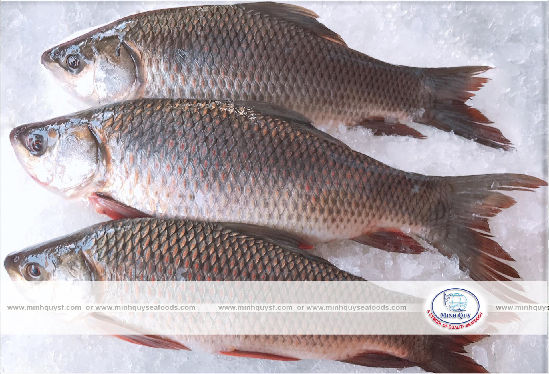 MINH QUY SEAFOODS COMPANY LIMITTED