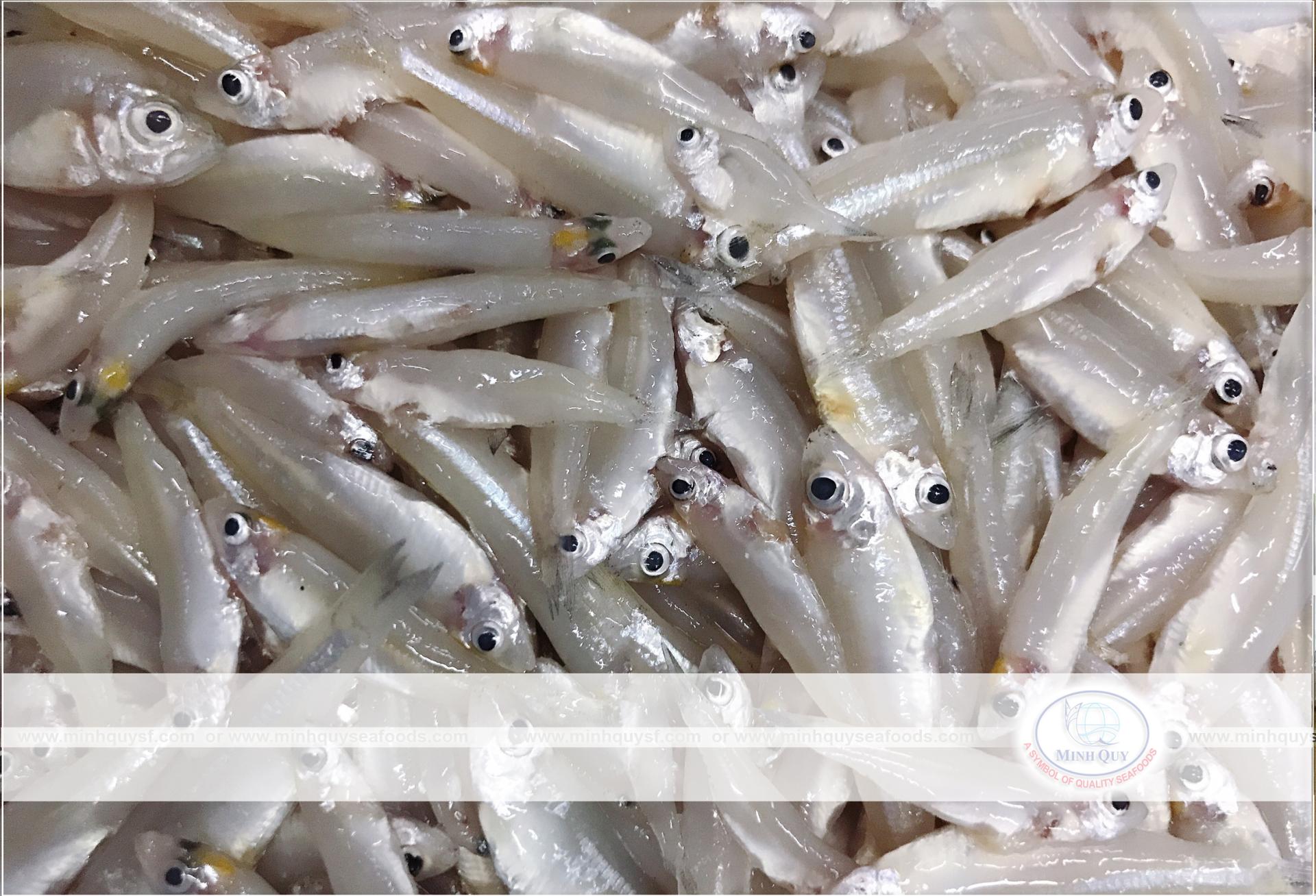 MINH QUY SEAFOODS COMPANY LIMITTED