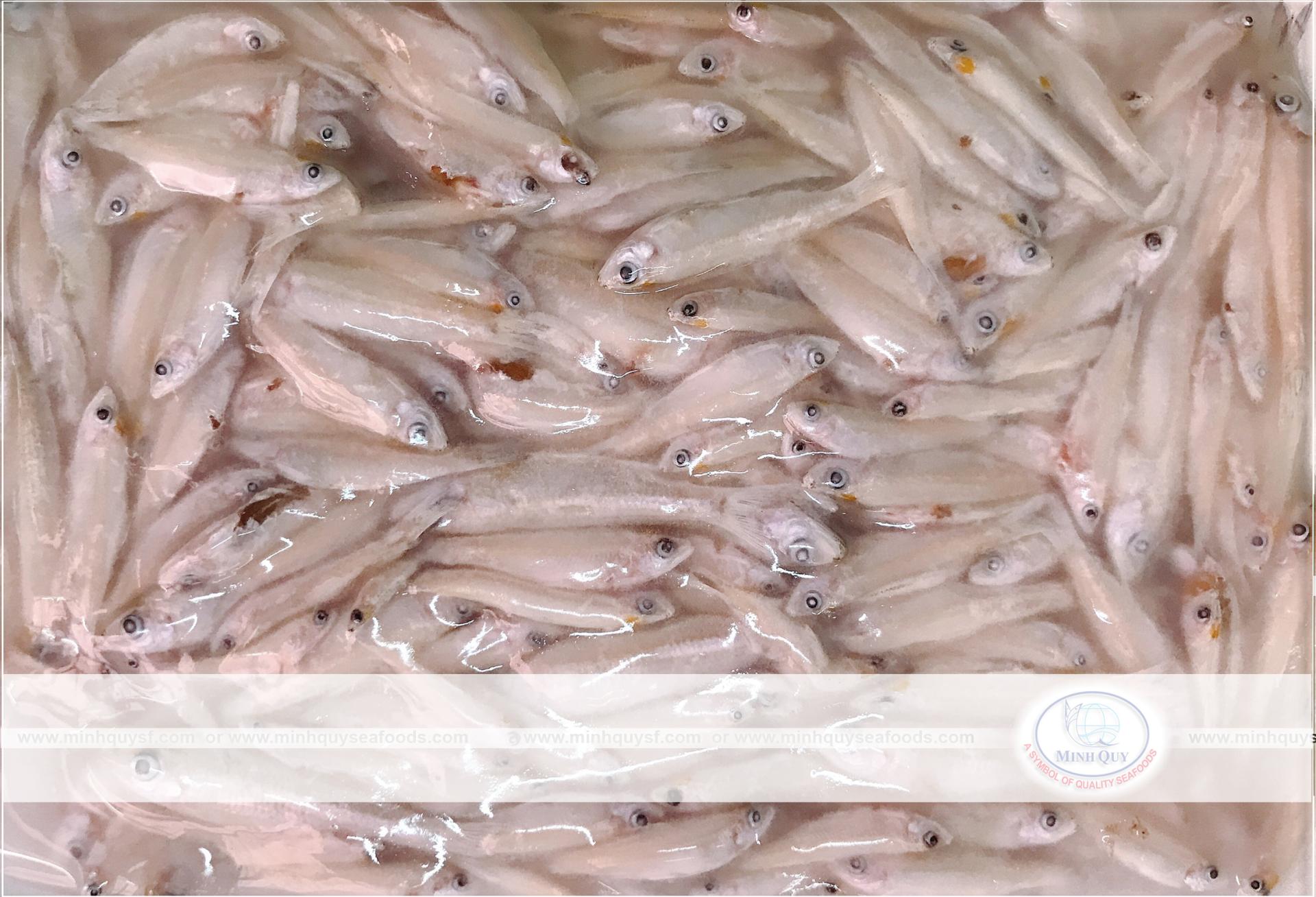 MINH QUY SEAFOODS COMPANY LIMITTED