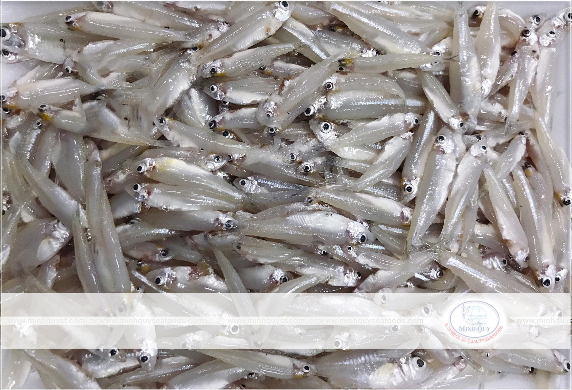 MINH QUY SEAFOODS COMPANY LIMITTED