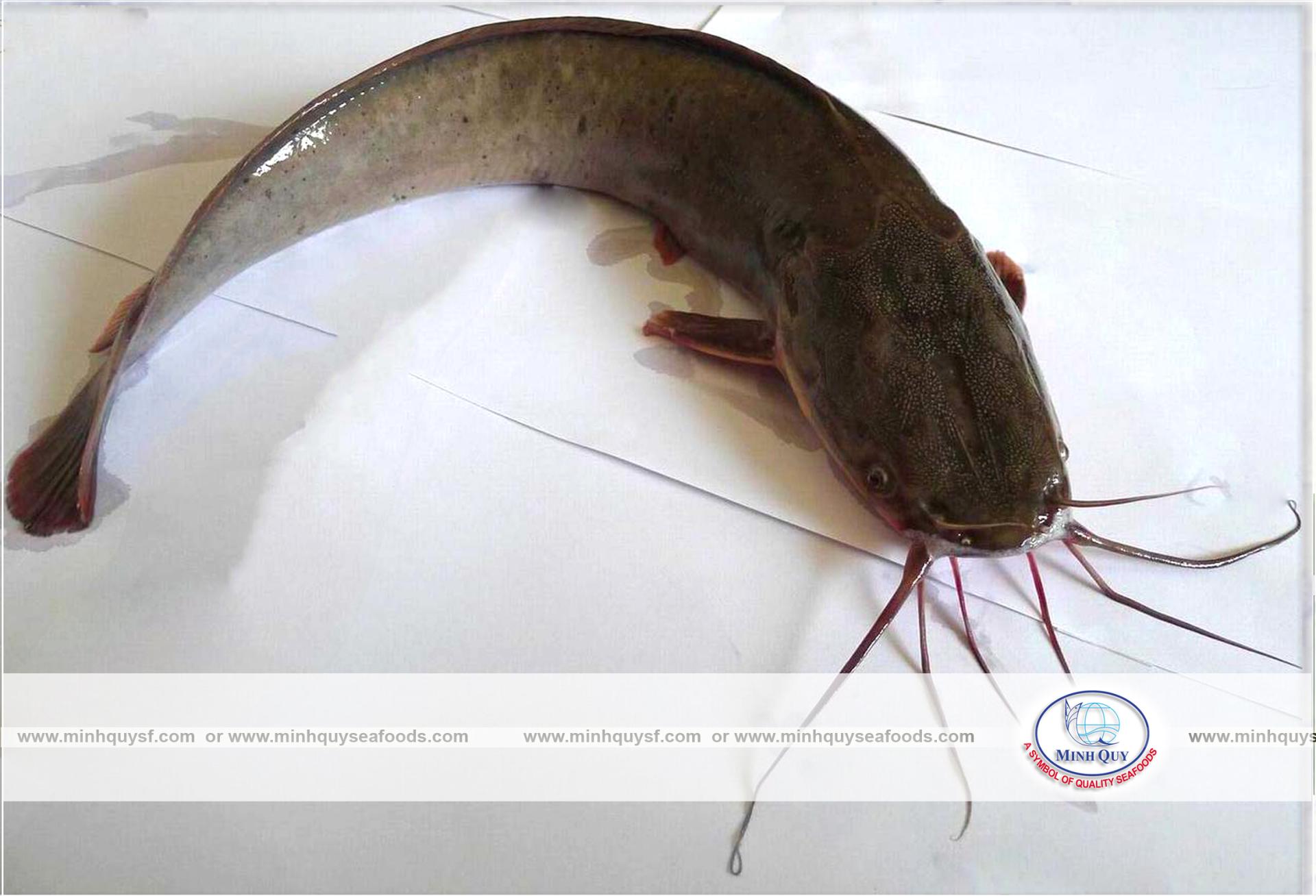 MINH QUY SEAFOODS COMPANY LIMITTED