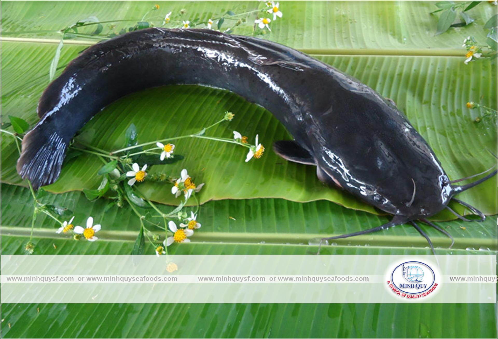 MINH QUY SEAFOODS COMPANY LIMITTED