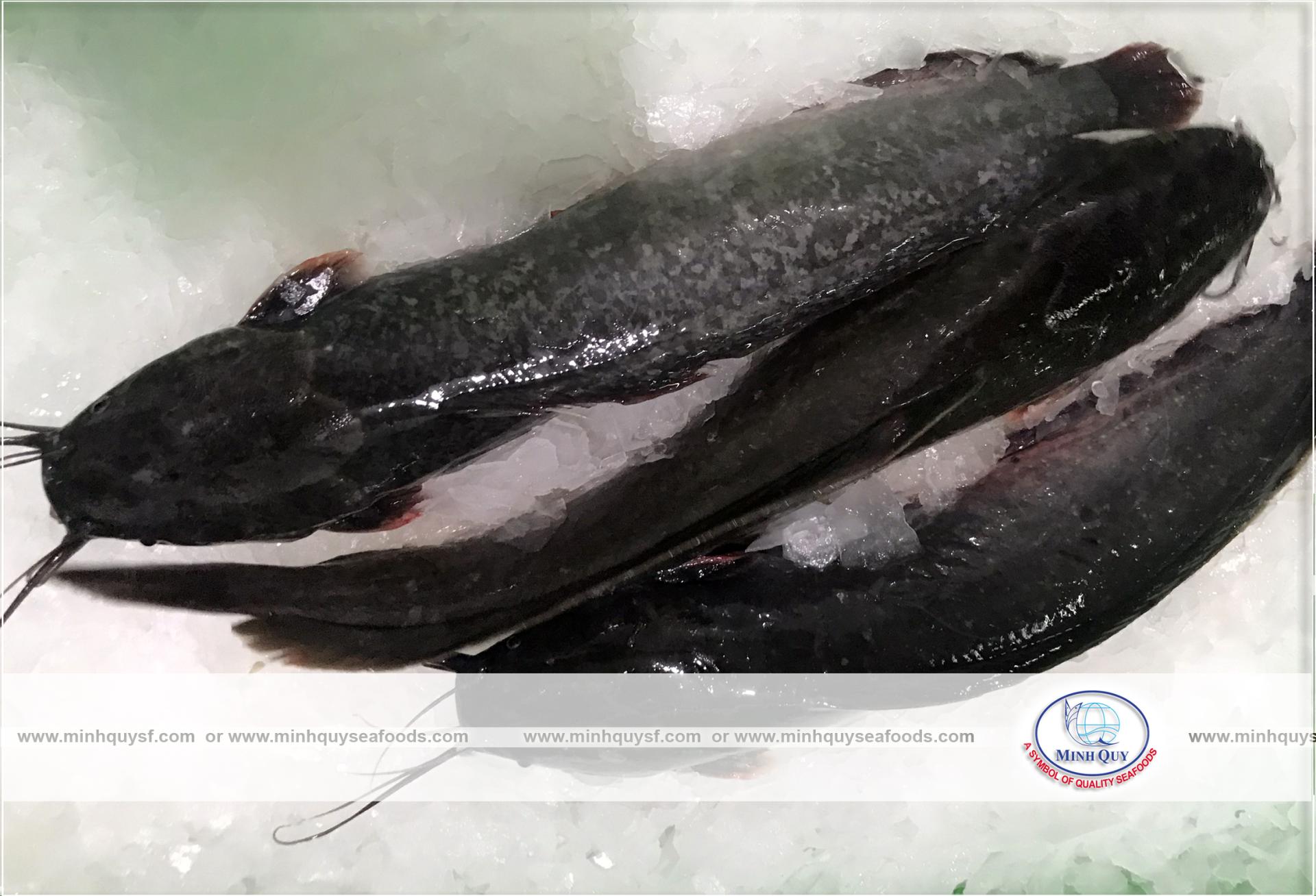 MINH QUY SEAFOODS COMPANY LIMITTED