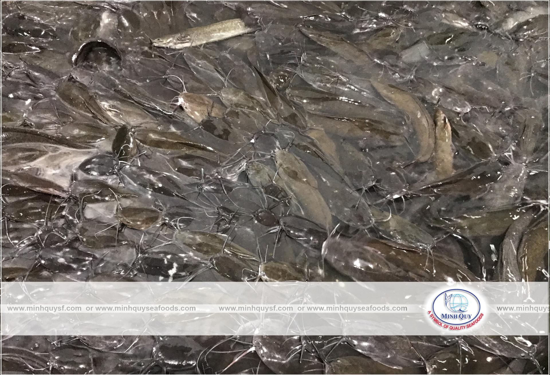 MINH QUY SEAFOODS COMPANY LIMITTED