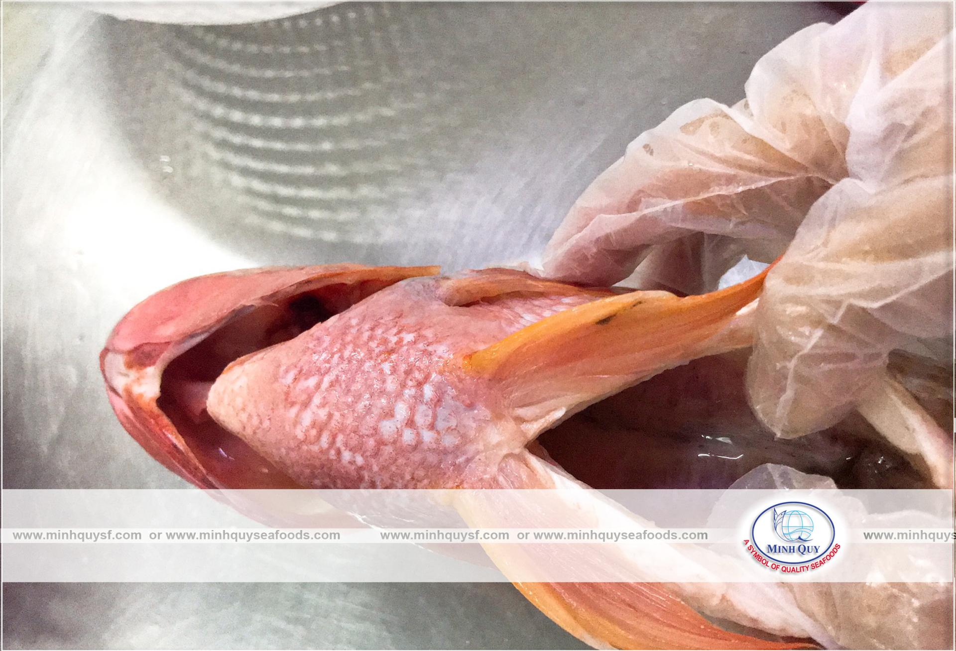 MINH QUY SEAFOODS COMPANY LIMITTED
