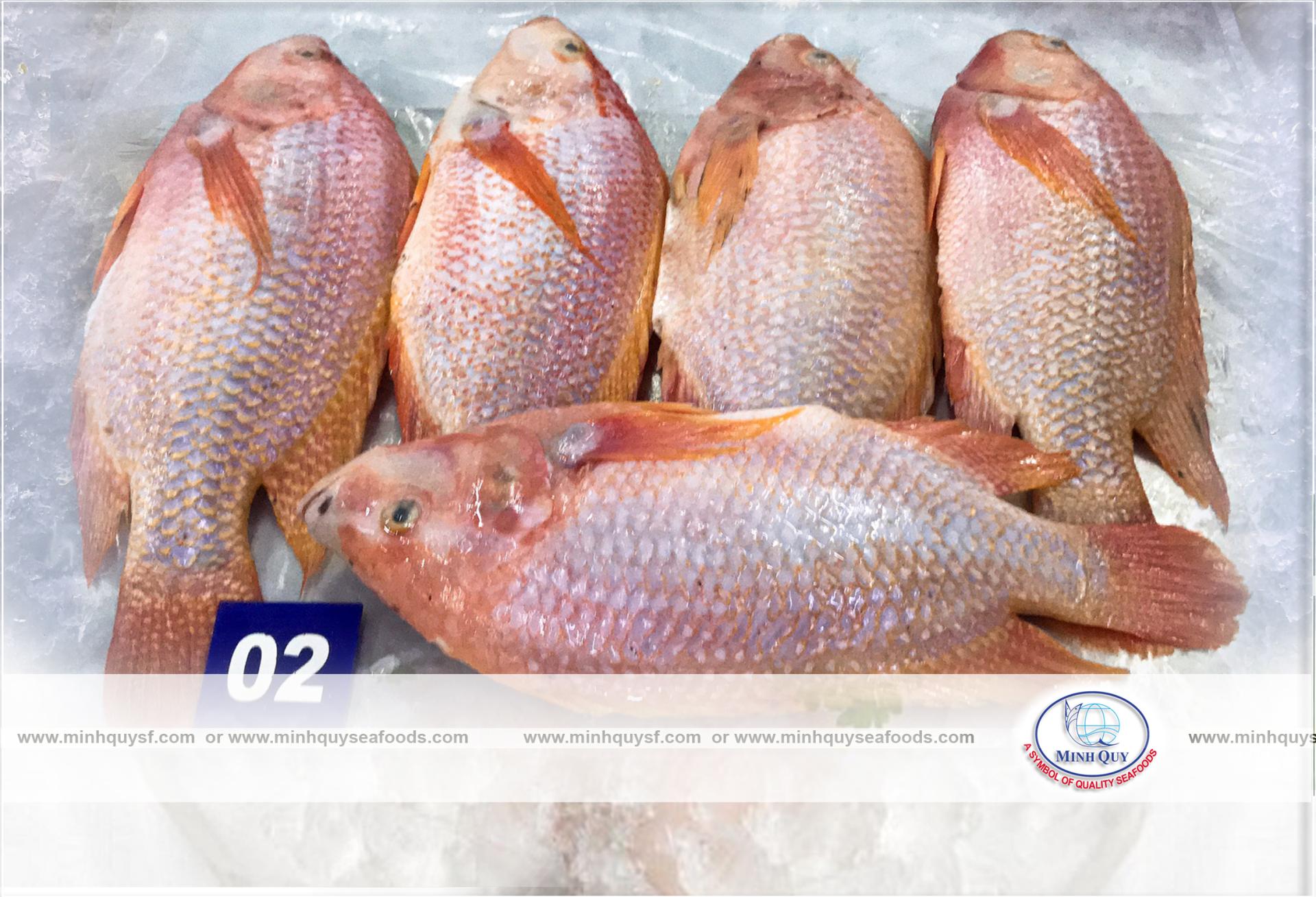 MINH QUY SEAFOODS COMPANY LIMITTED
