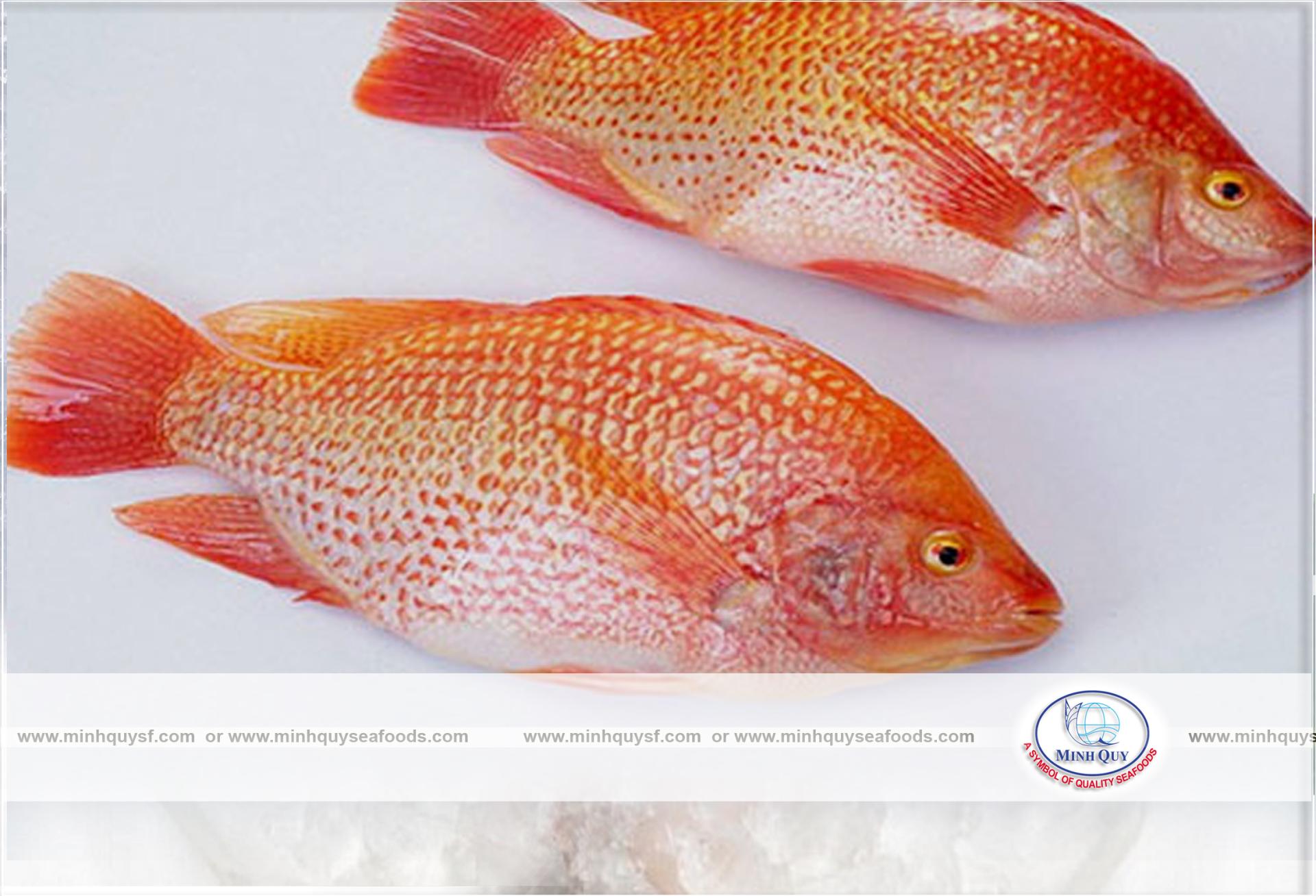 MINH QUY SEAFOODS COMPANY LIMITTED