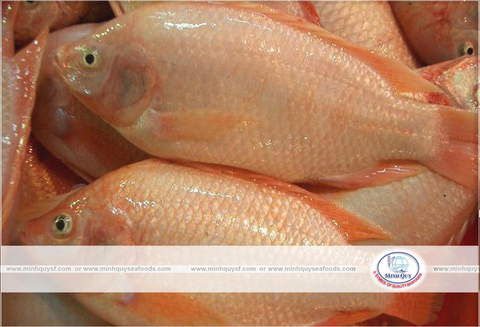 MINH QUY SEAFOODS COMPANY LIMITTED