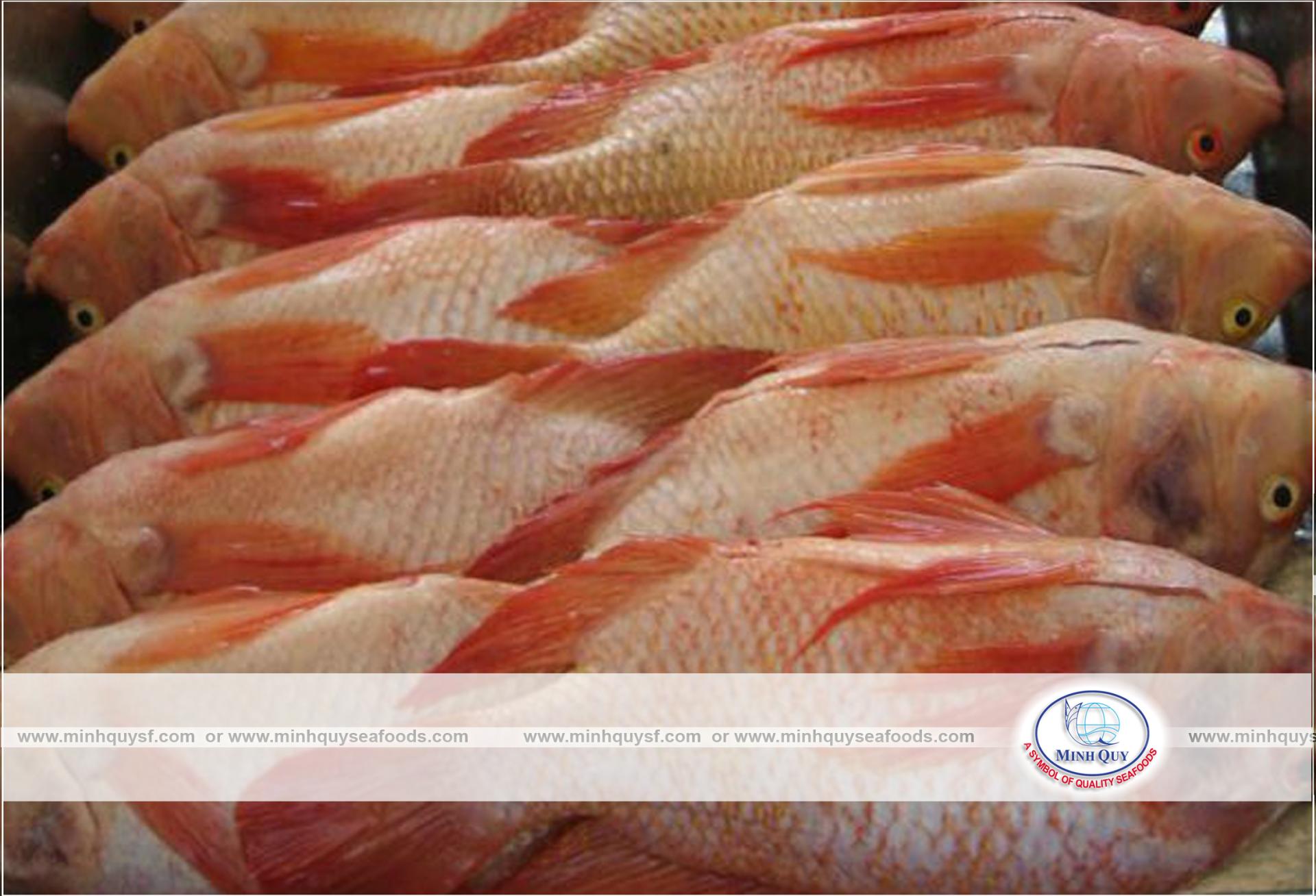 MINH QUY SEAFOODS COMPANY LIMITTED