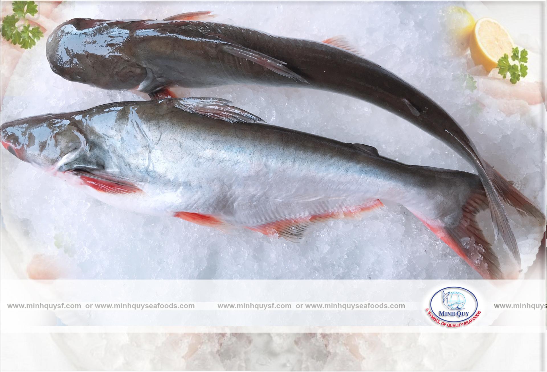 MINH QUY SEAFOODS COMPANY LIMITTED