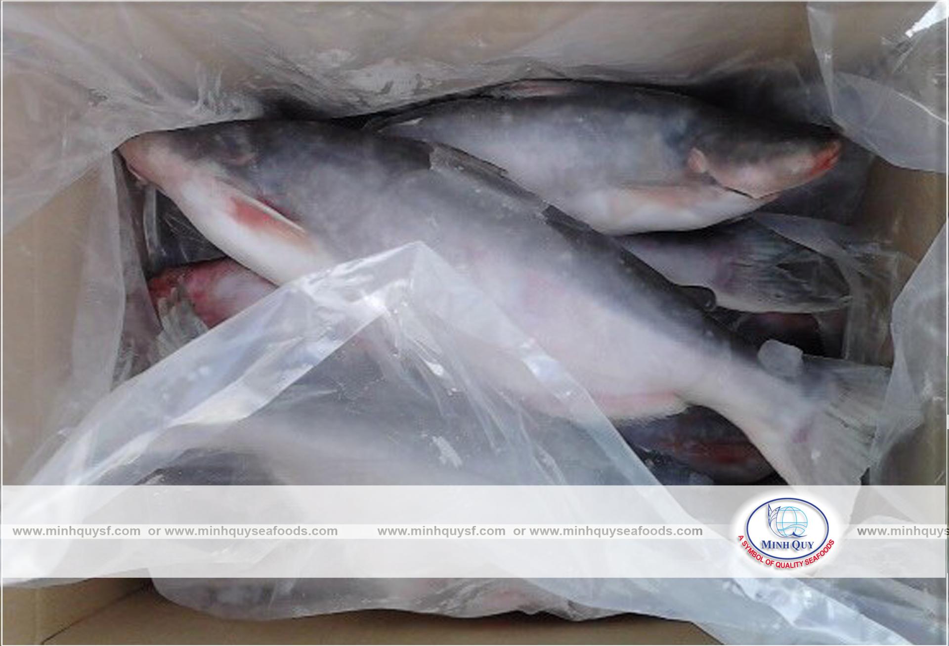 MINH QUY SEAFOODS COMPANY LIMITTED