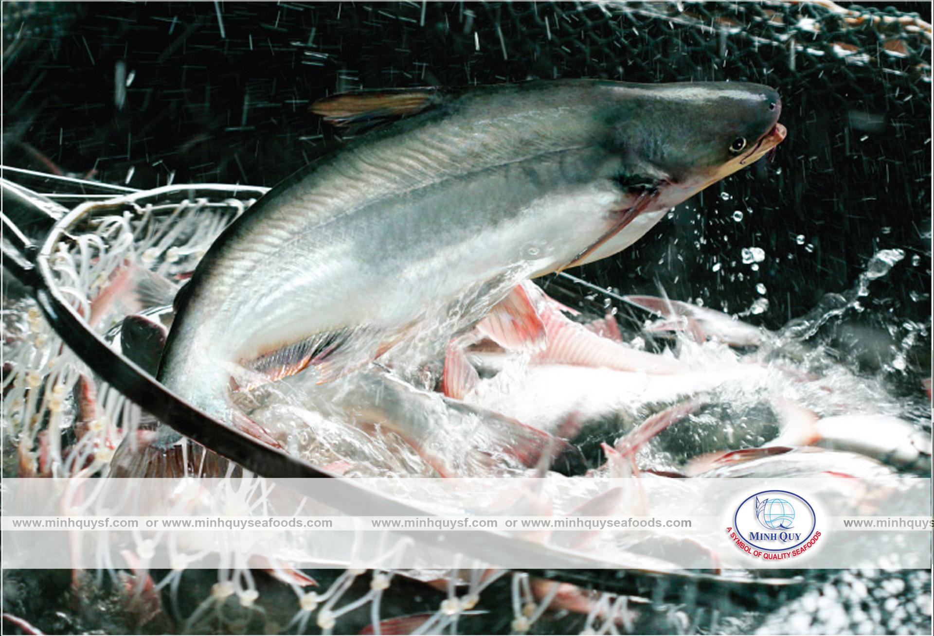 MINH QUY SEAFOODS COMPANY LIMITTED